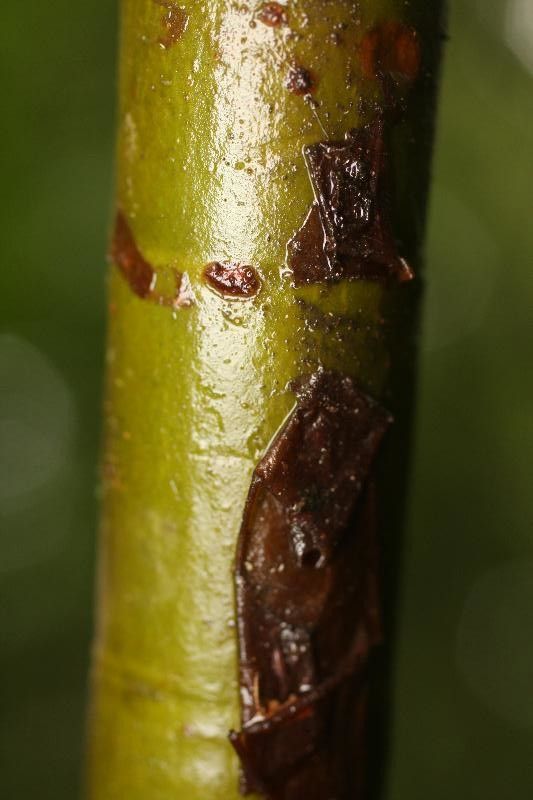 Capirona decorticans bark