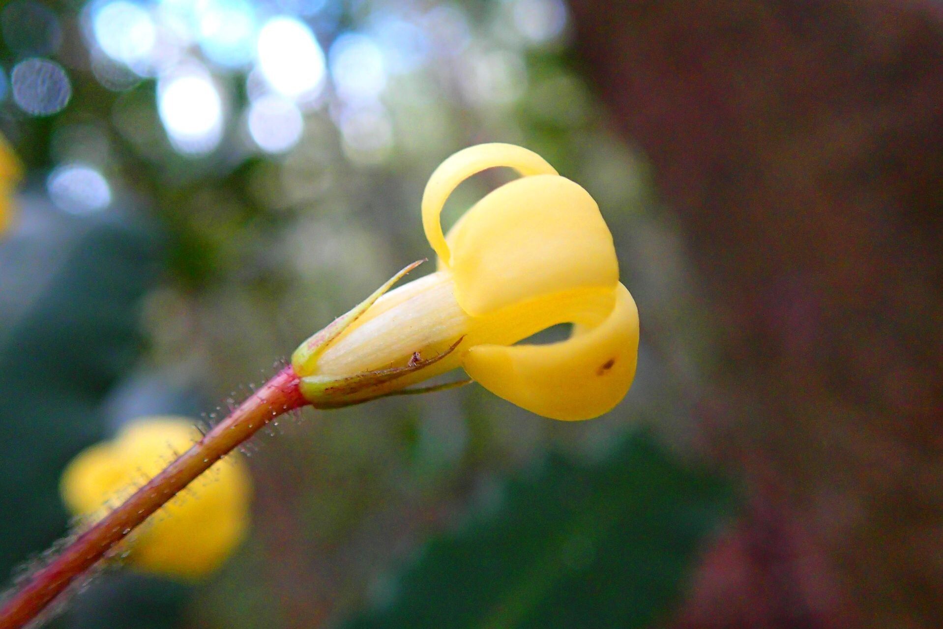 Pittosporum heckelii flower