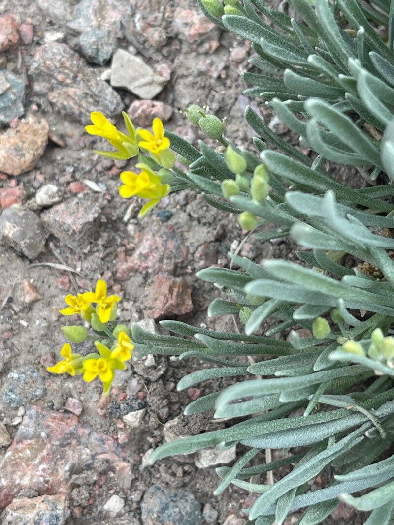 Physaria fendleri — houseplant care guide