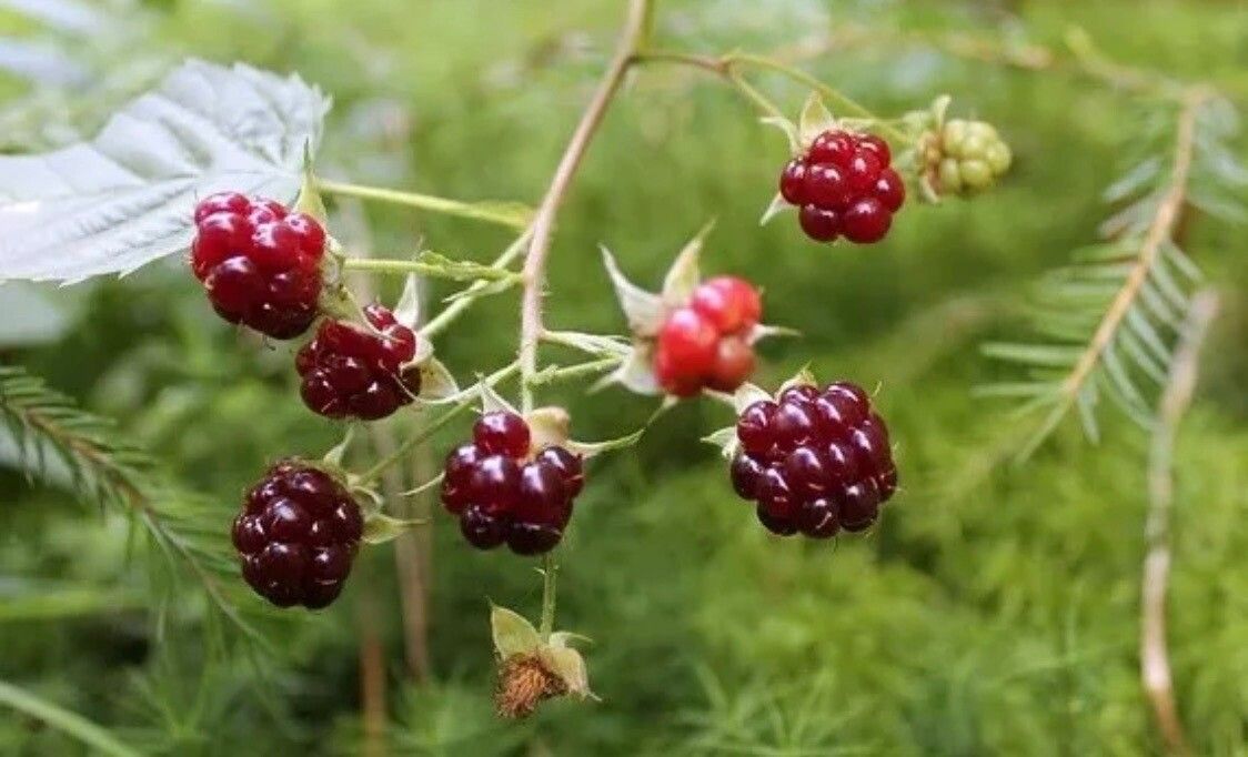 Rubus nessensis fruit