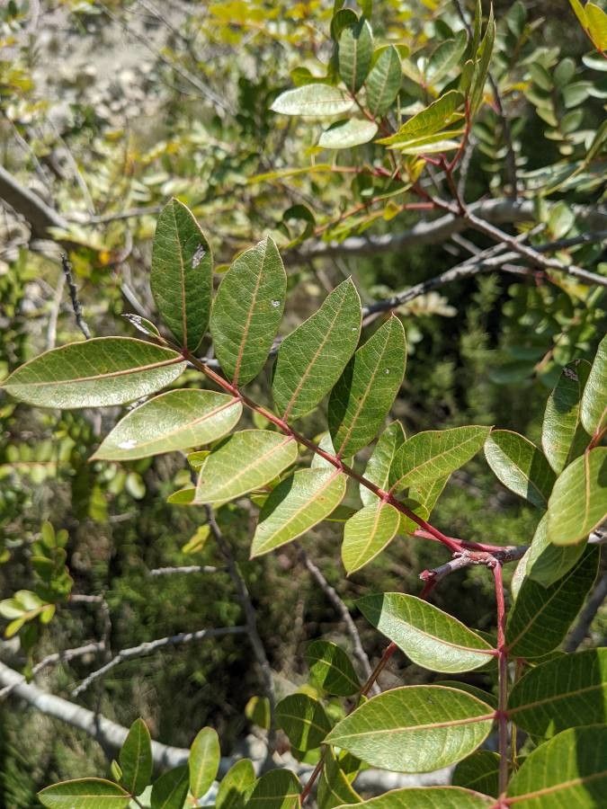 Pistacia × saportae leaf