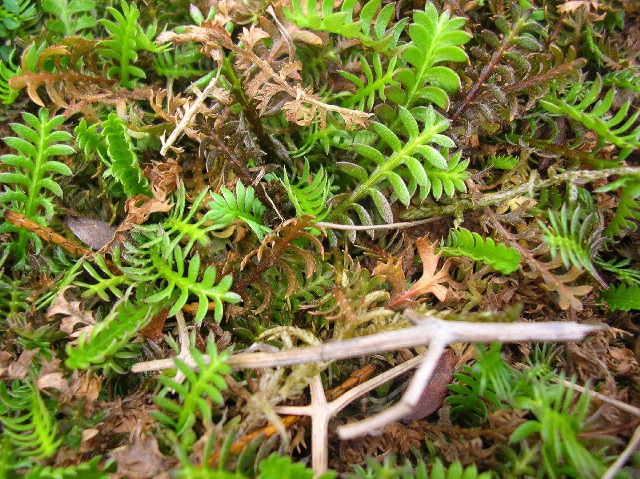 Oxalis adenophylla habit