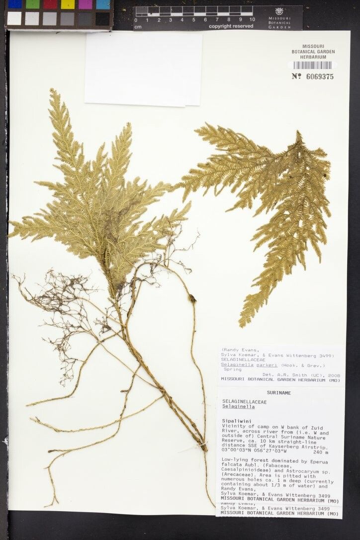 Selaginella parkeri leaf