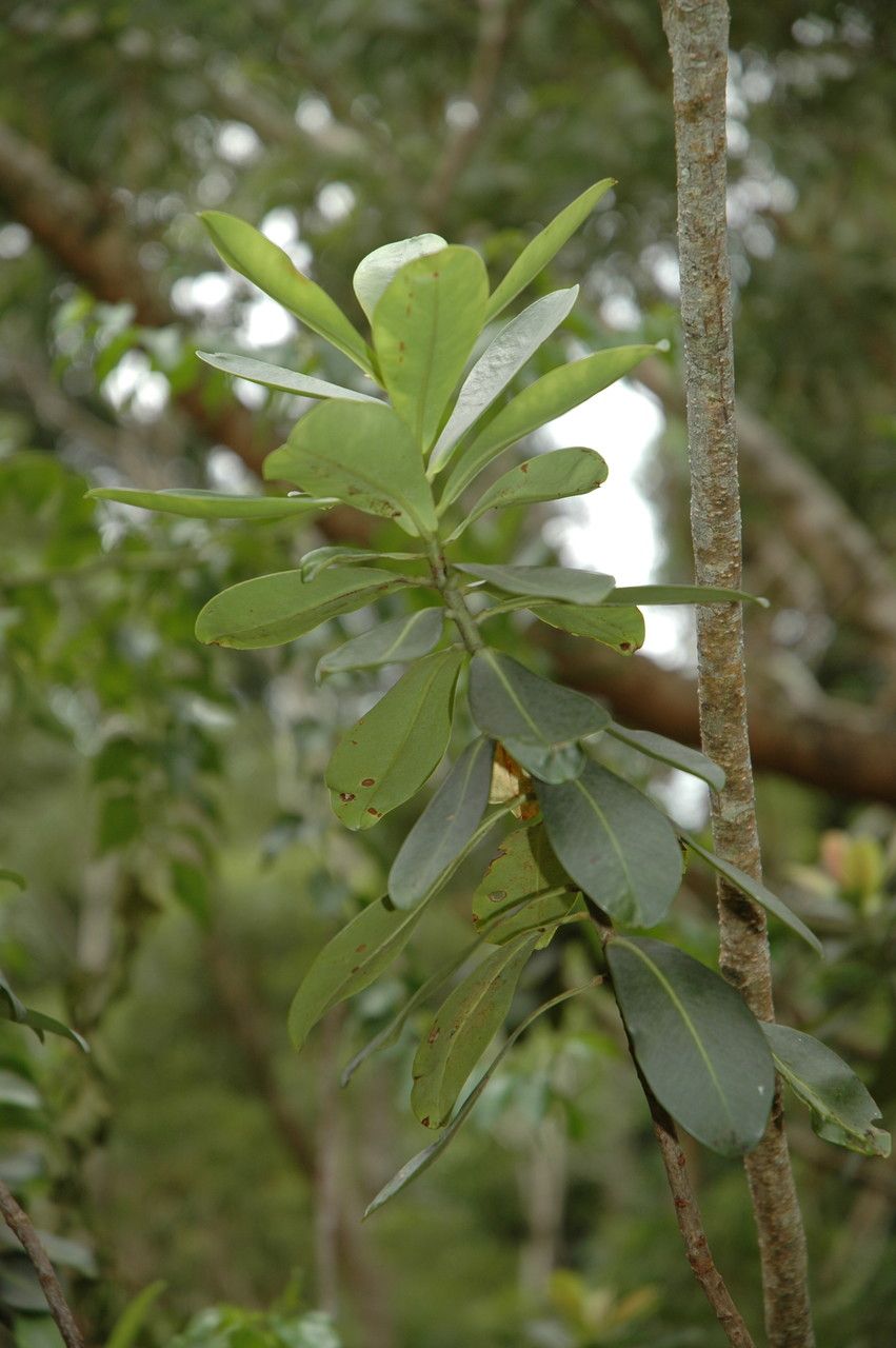 Myrsine lessertiana — houseplant care guide