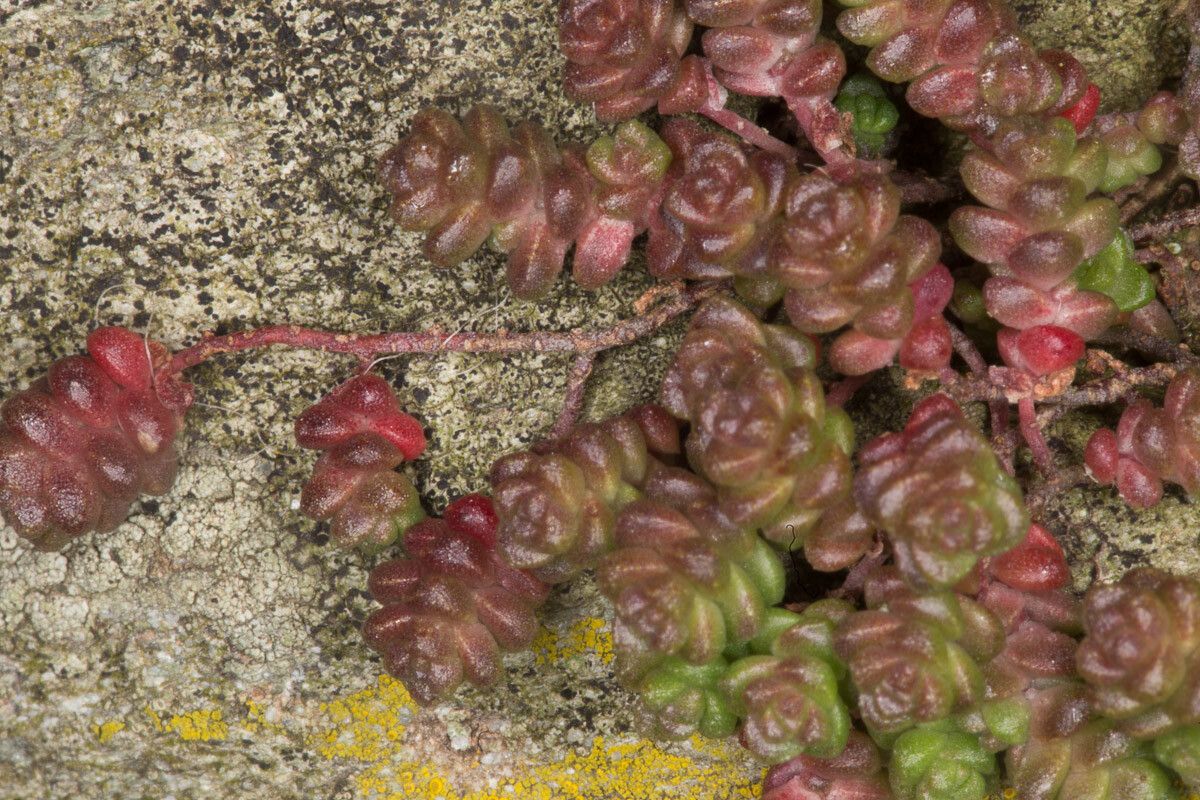 Sedum anglicum — houseplant care guide