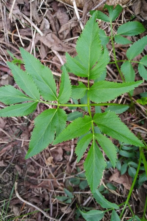 Zizia trifoliata leaf