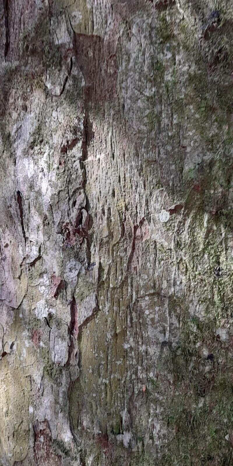 Apuleia leiocarpa — search result for 'Uruguay'