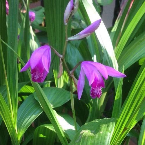 Bletilla striata flower