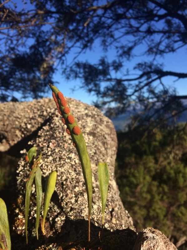 Pleopeltis macrocarpa leaf
