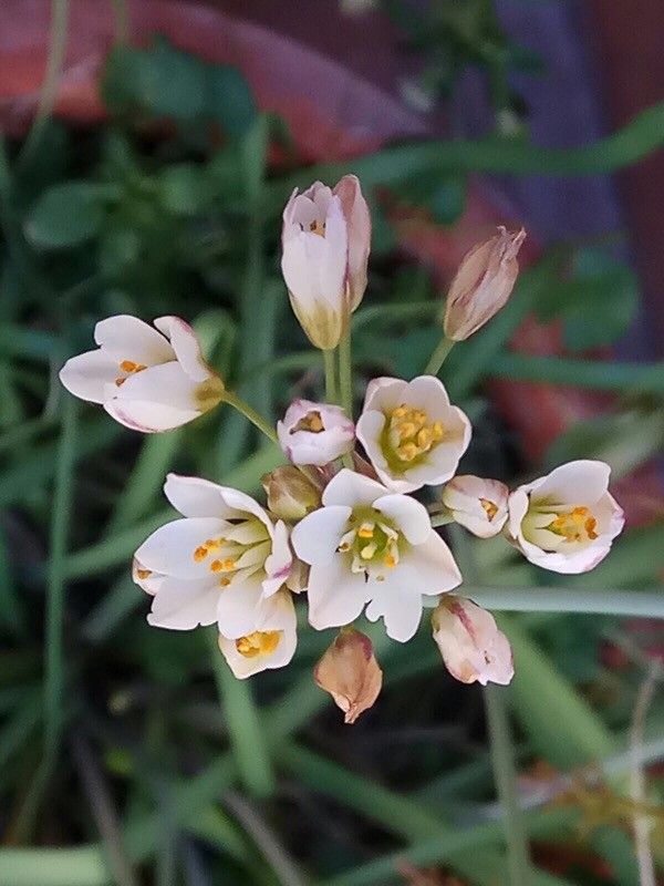 Nothoscordum borbonicum flower