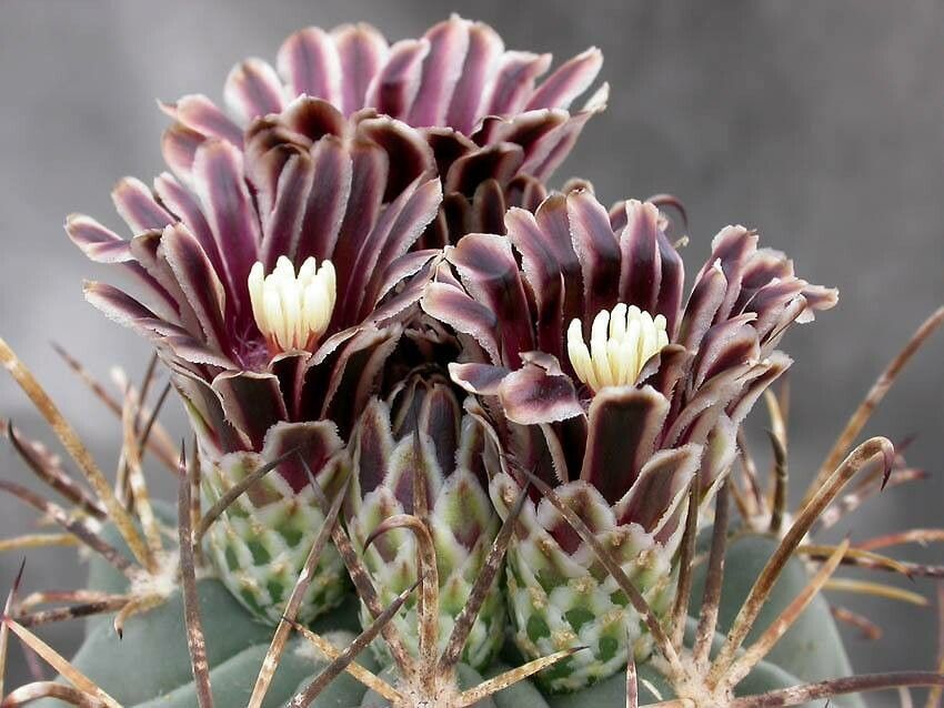Ferocactus uncinatus flower