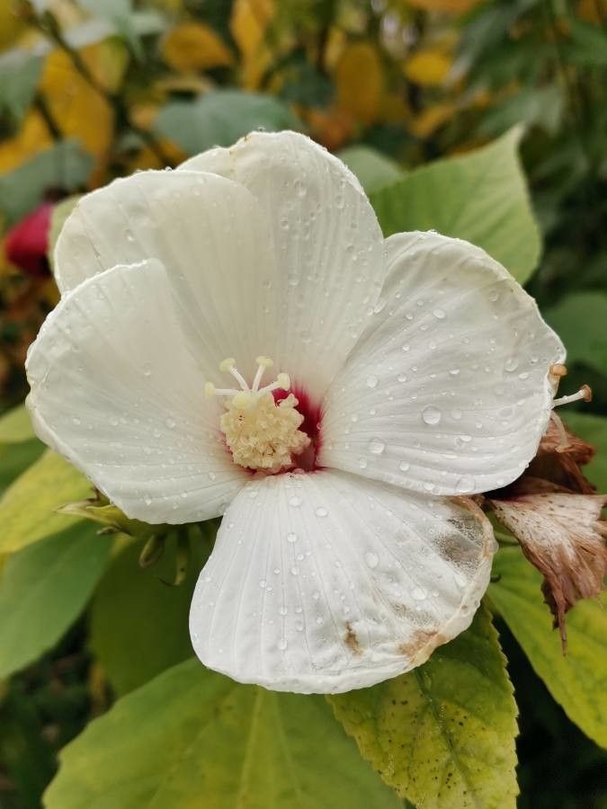 Hibiscus lasiocarpos flower