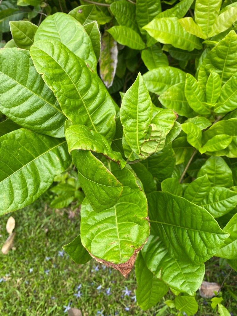 Petrea bracteata — related species from the same genus