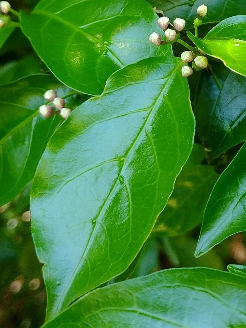 Gynochthodes jasminoides — houseplant care guide