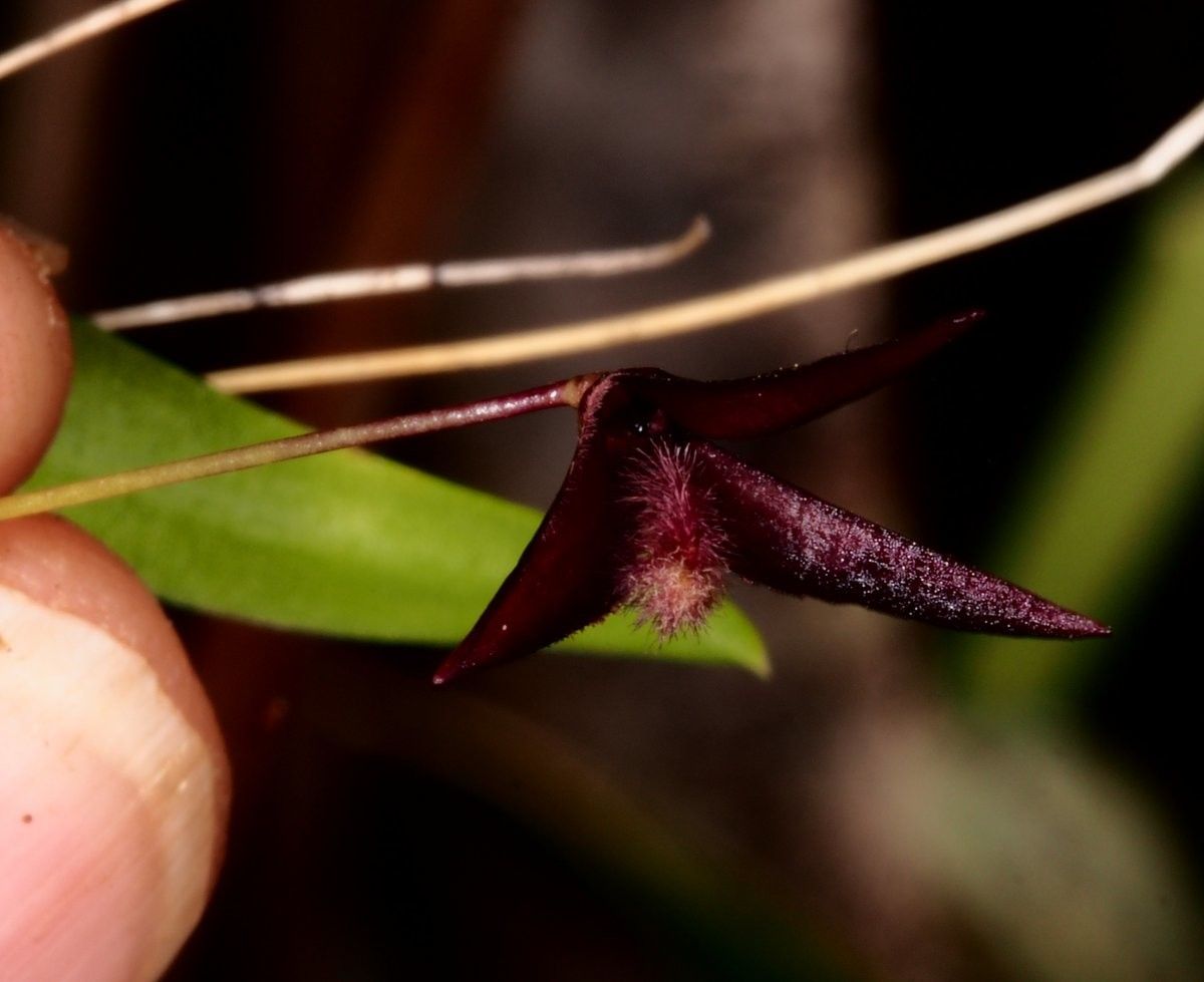 Bulbophyllum lophoglottis — houseplant care guide