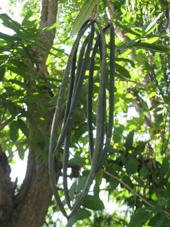 Wrightia tinctoria fruit