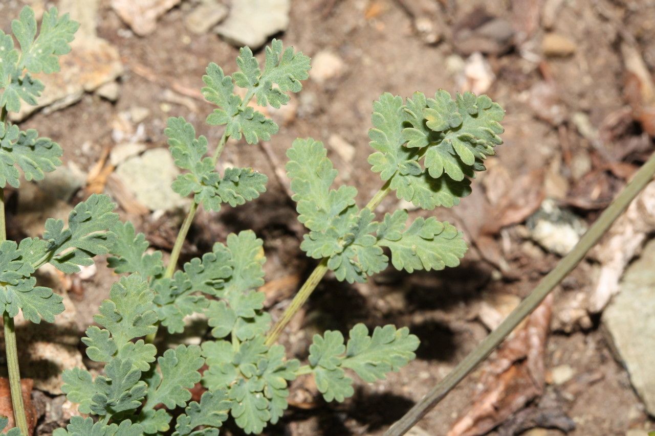 Lomatium martindalei habit