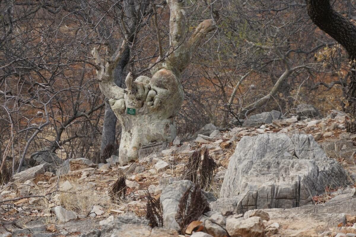 Sterculia africana bark