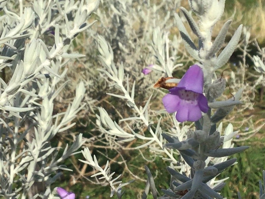 Eremophila nivea flower