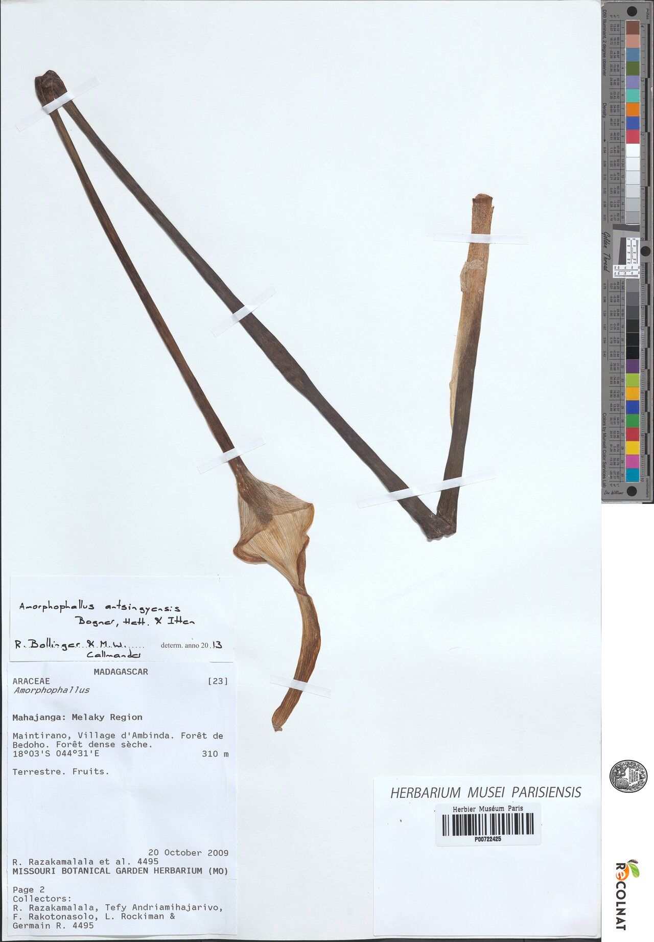 Amorphophallus antsingyensis — search result for 'Amorphophallus'