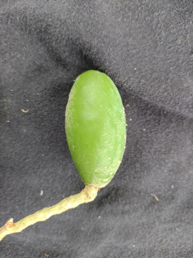 Licania tomentosa fruit