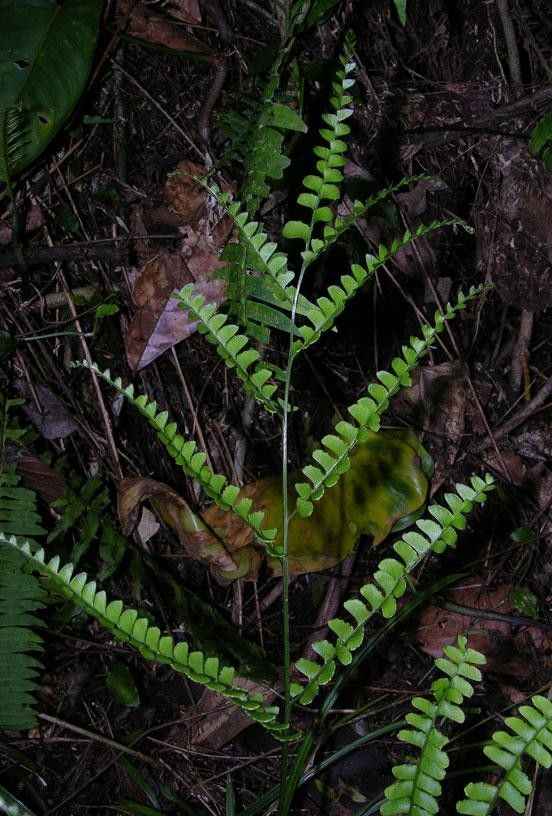 Lindsaea quadrangularis habit