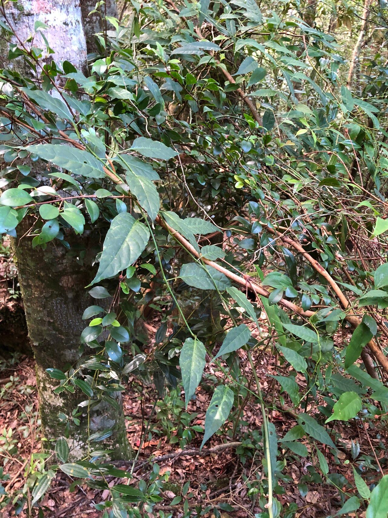 Solanum pittosporifolium habit