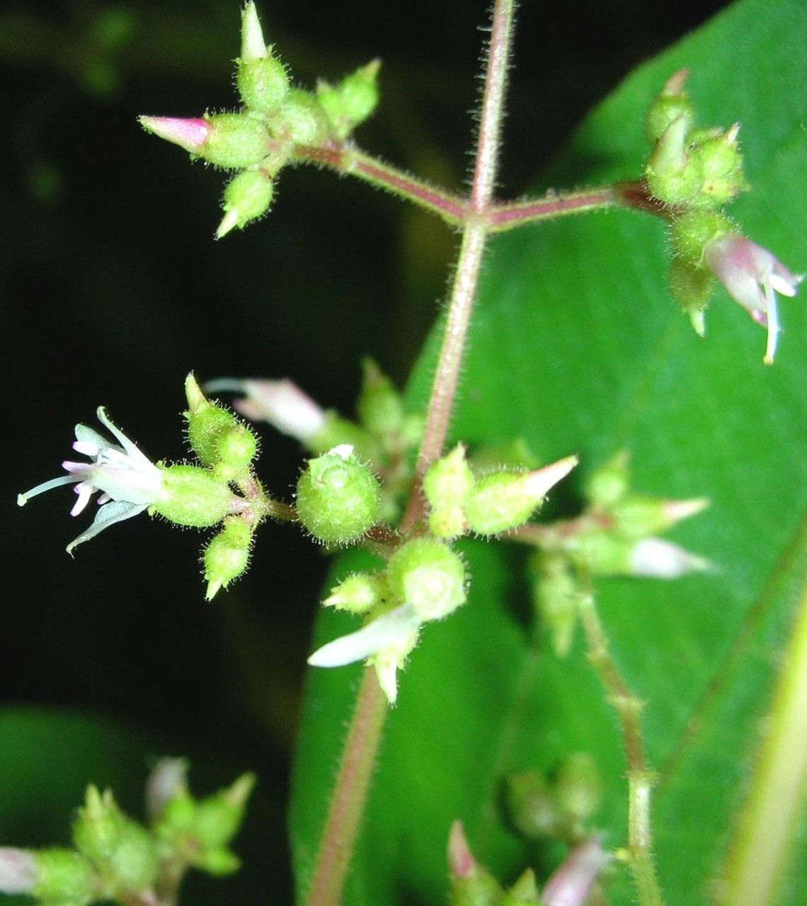 Aciotis indecora other