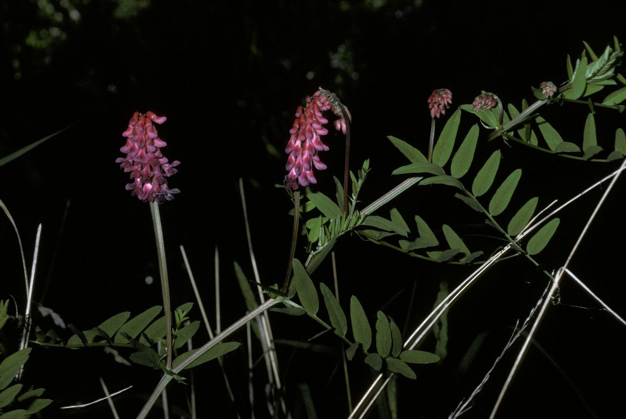 Vicia nigricans flower