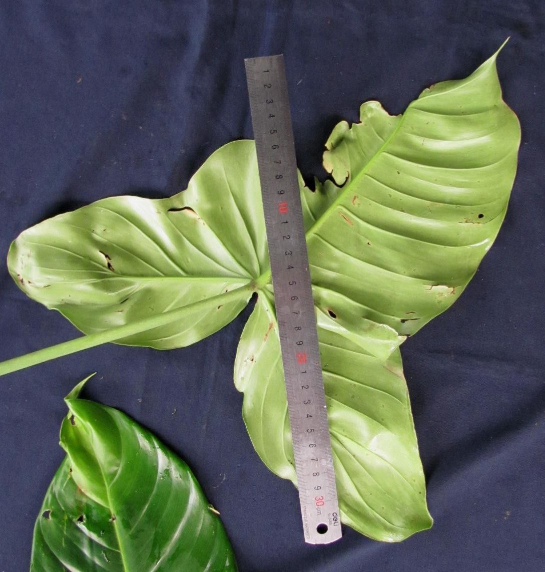 Philodendron angustilobum other