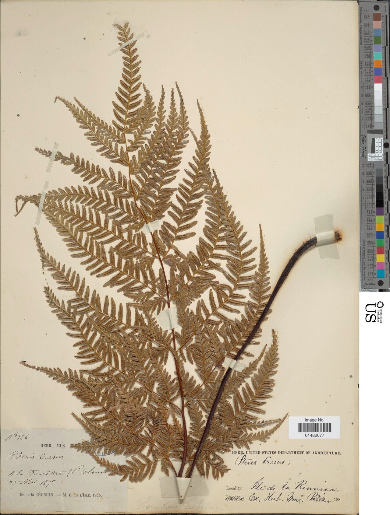 Pteris croesus — search result for 'Pteris'