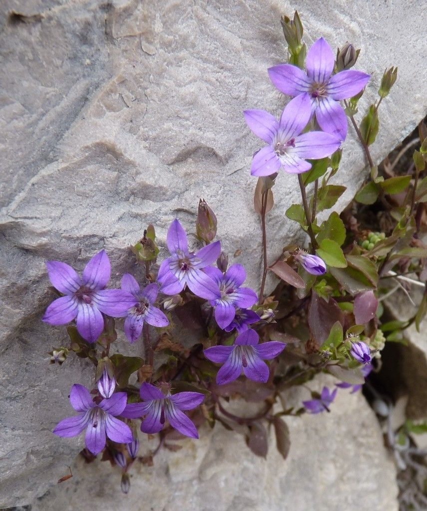 Campanula specularioides — houseplant care guide