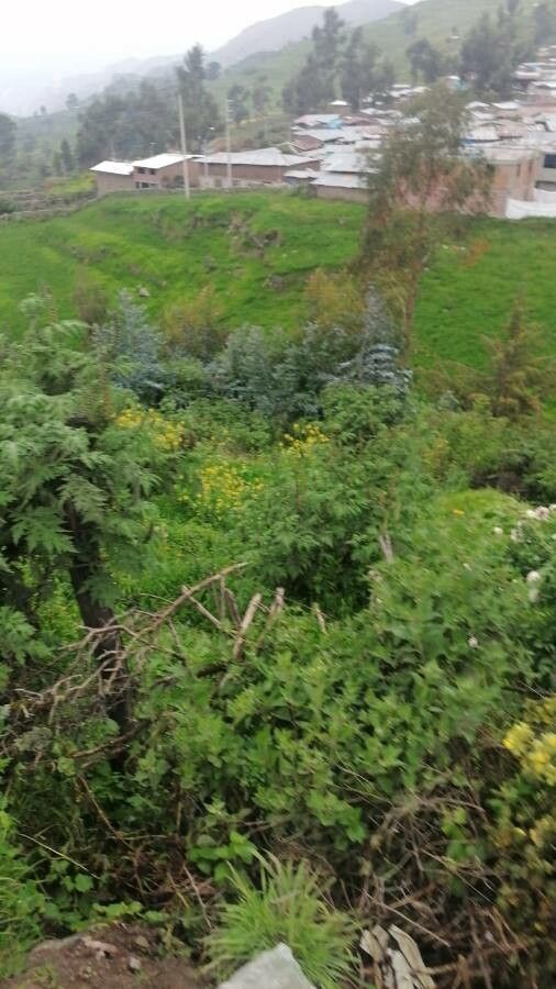 Senecio bayonnensis leaf