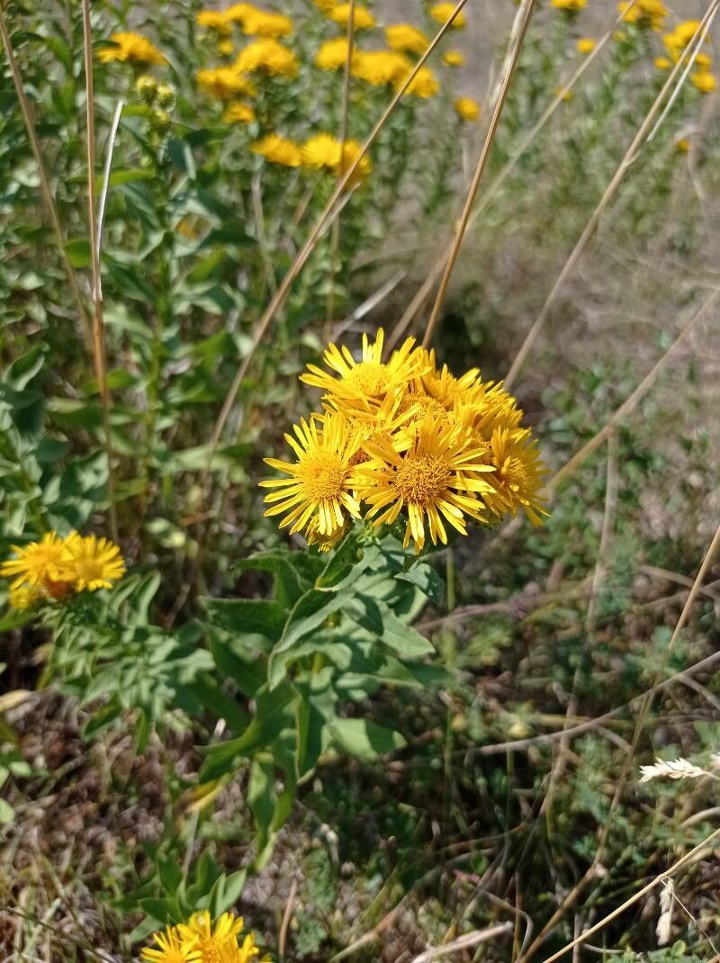 Inula helvetica flower