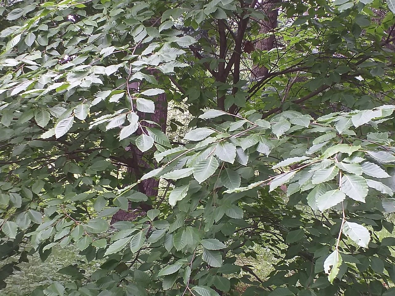 Fagus crenata