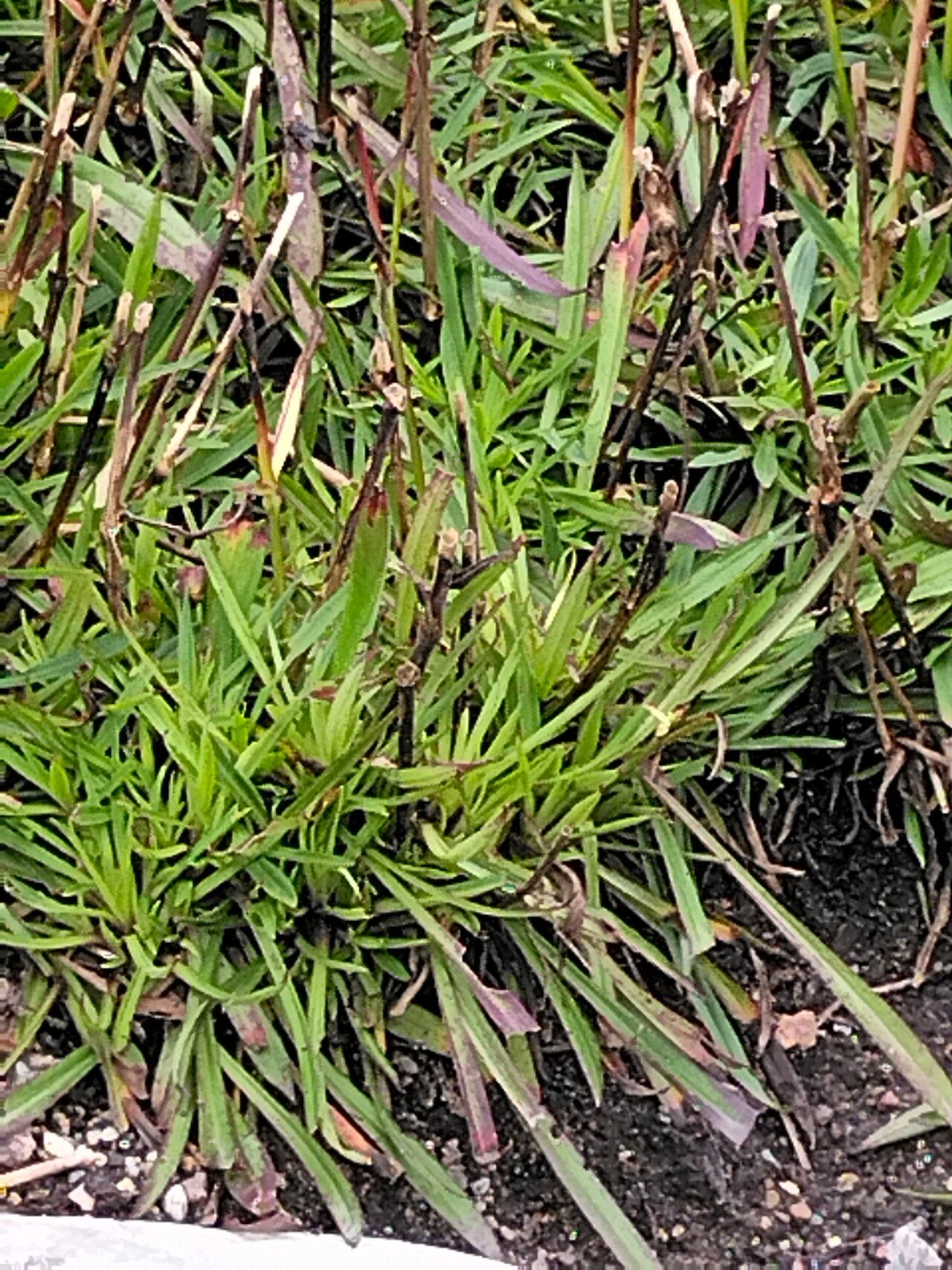 Silene chungtienensis habit