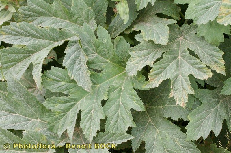 Heracleum granatense other