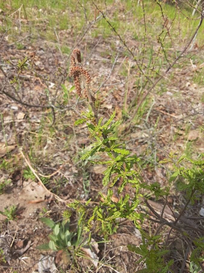 Comptonia peregrina flower