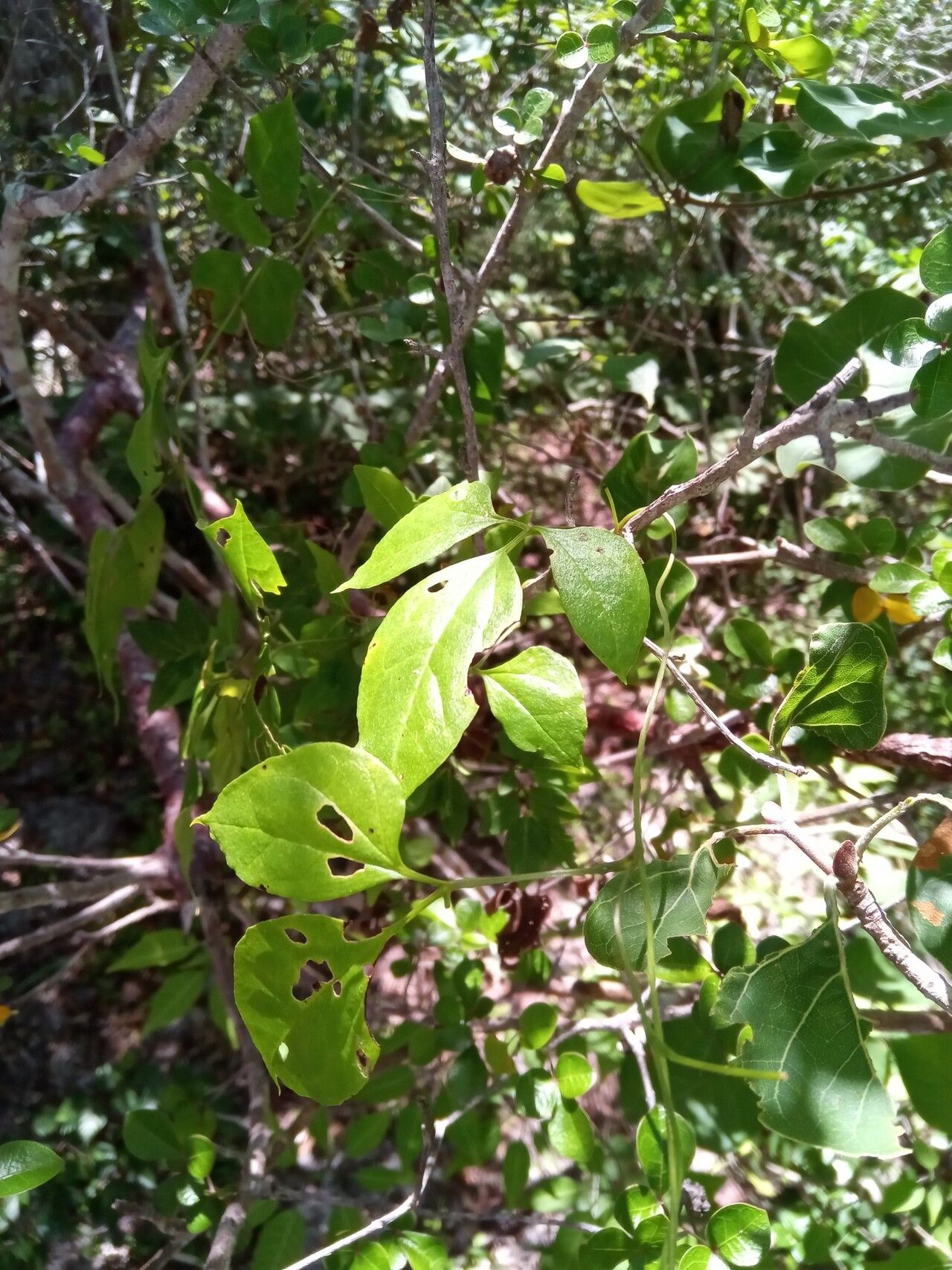 Dioscorea bosseri — houseplant care guide