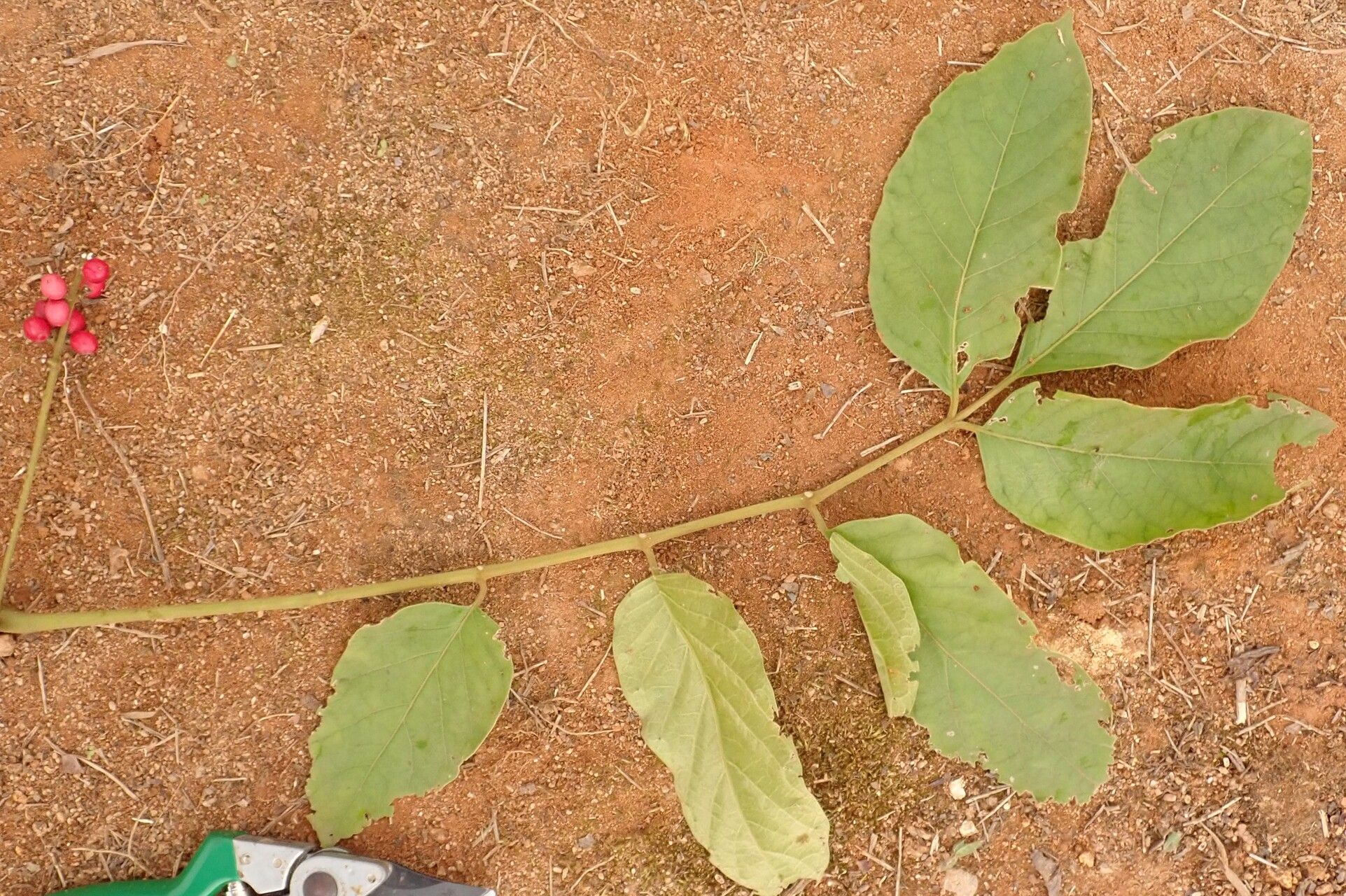 Brucea antidysenterica leaf
