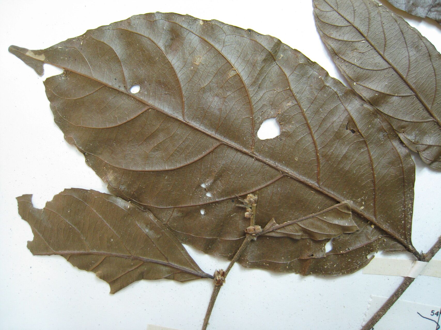 Casearia commersoniana — houseplant care guide