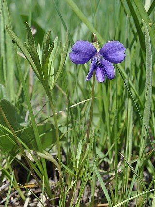Viola pedatifida habit