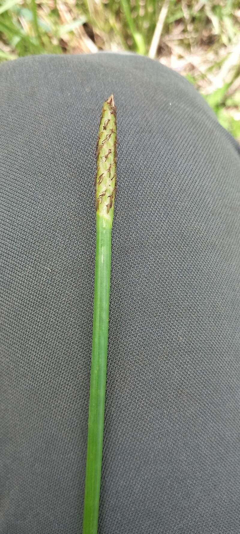 Eleocharis interstincta flower