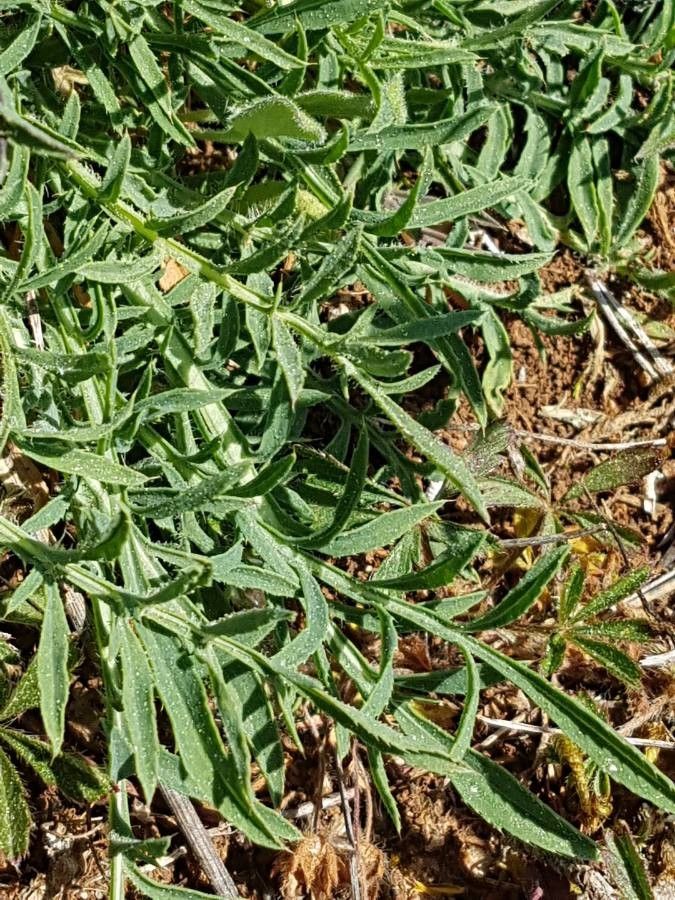 Carthamus mitissimus — search result for 'Carthamus'