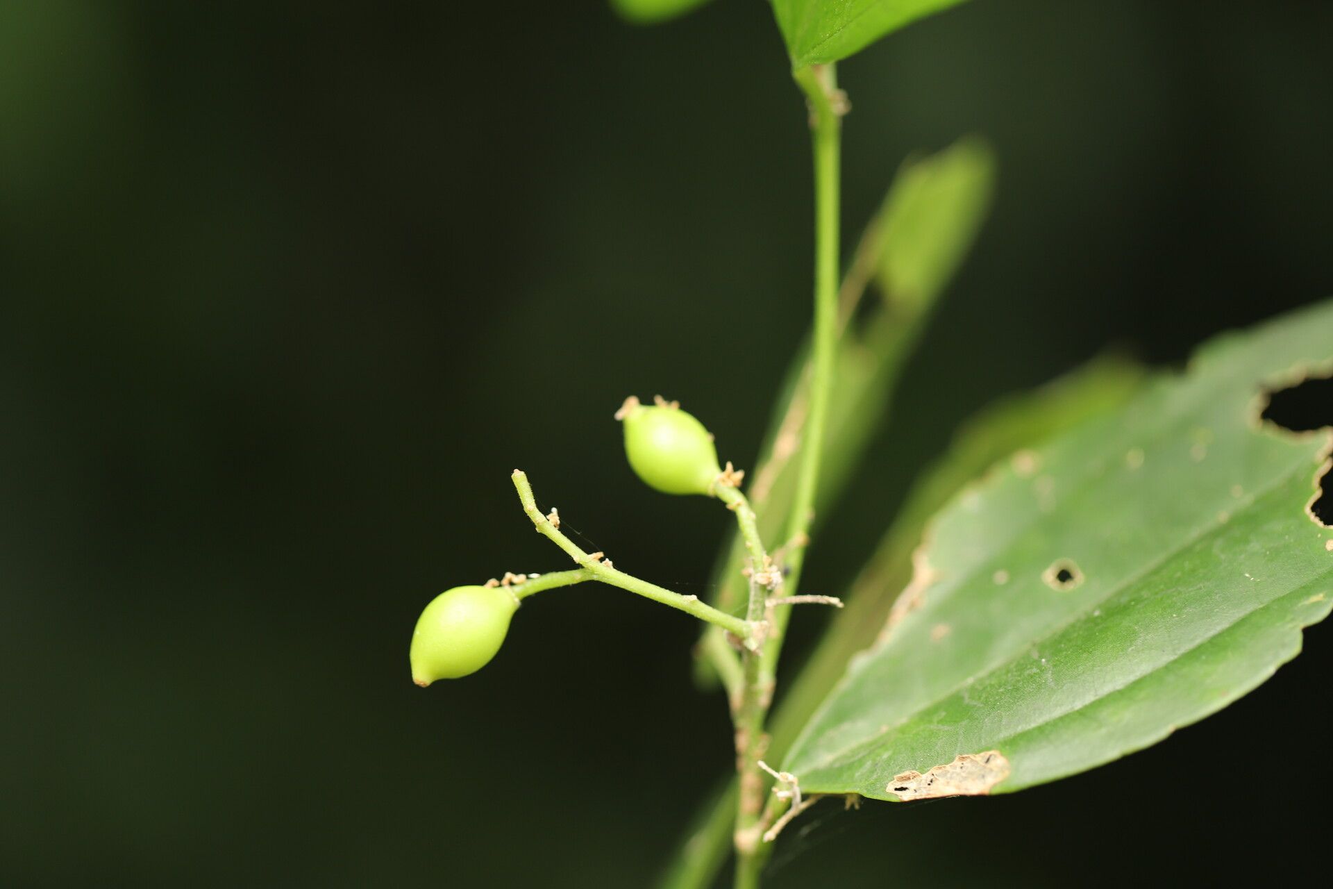 Celtis prantlii fruit