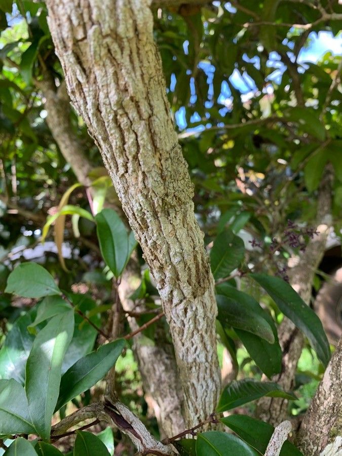 Syzygium multipetalum bark