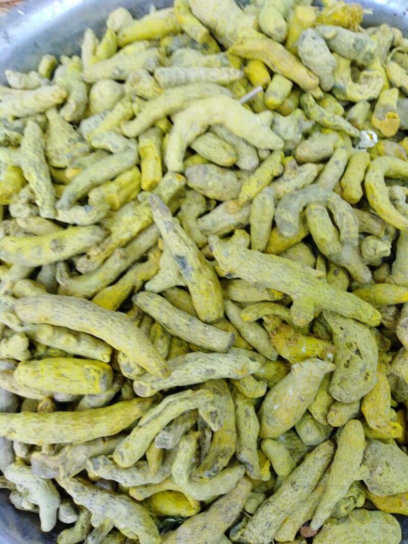 Curcuma aromatica bark