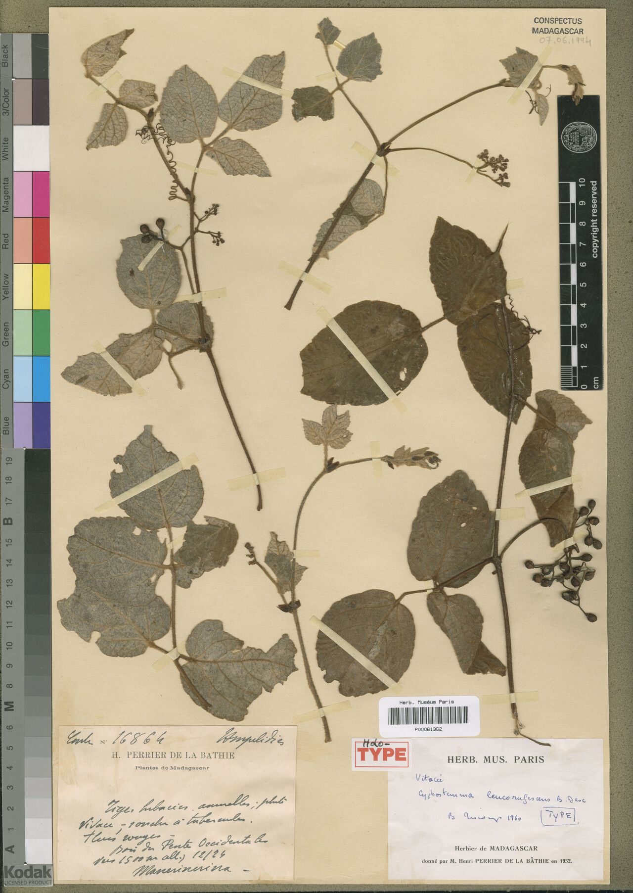 Cyphostemma leucorufescens — search result for 'Cyphostemma'