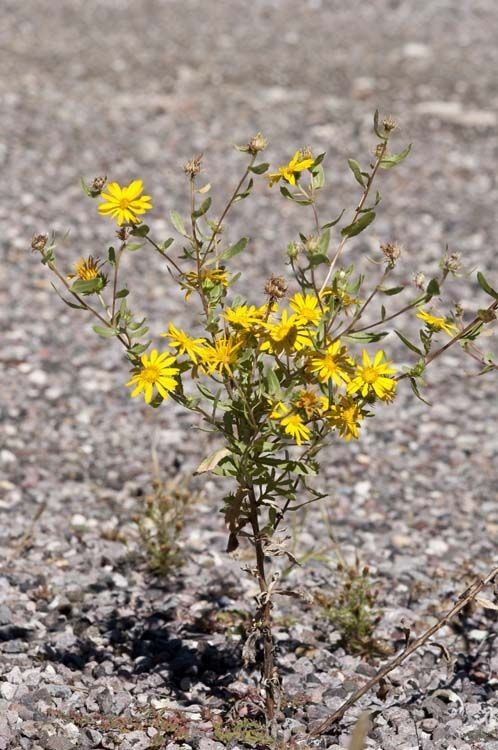 Grindelia arizonica flower