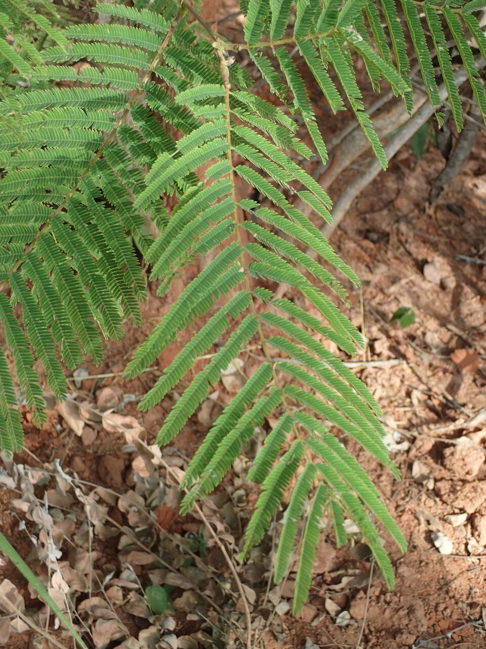Senegalia macrostachya leaf
